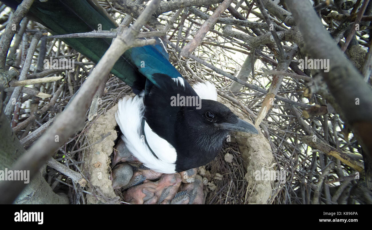 Le Nid De La Pie Bavarde Pica Pica Dans La Nature Photo Stock Alamy