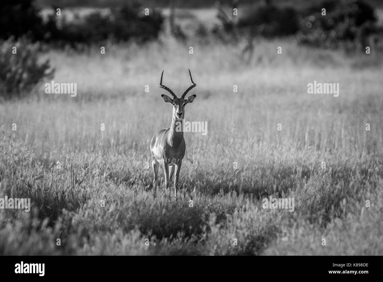 Ram à l'impala avec appareil photo en noir et blanc dans le parc national de Chobe, au Botswana. Banque D'Images