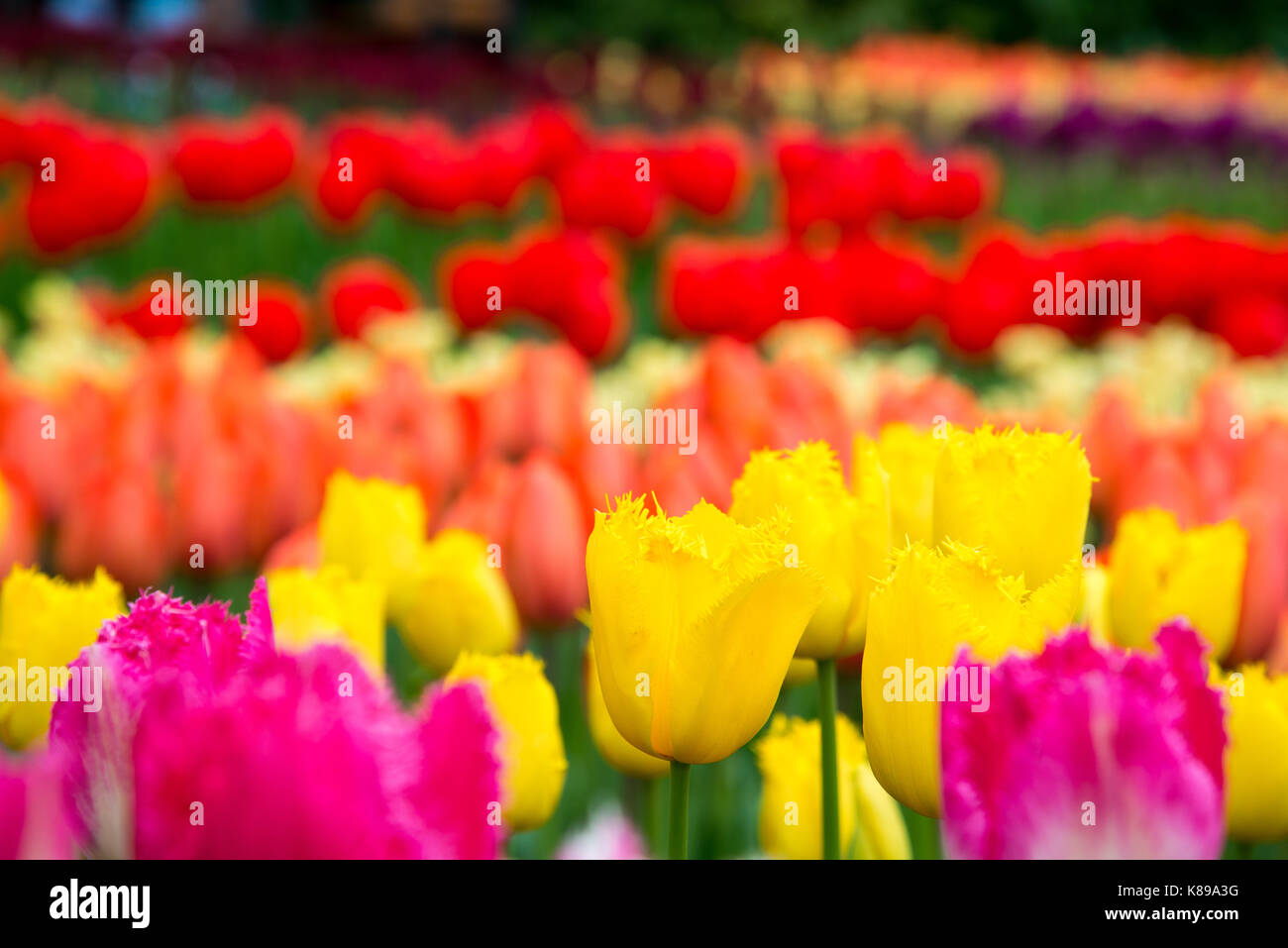 Fleurs dans le parc en bas, l'Europe. Banque D'Images