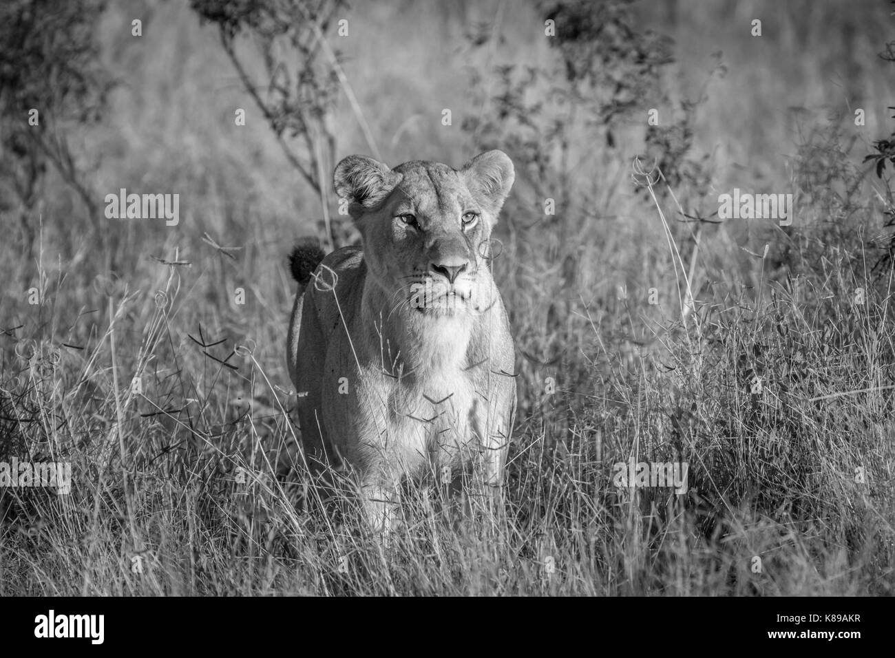 Lion debout dans l'herbe en noir et blanc dans le parc national de Chobe, au Botswana. Banque D'Images