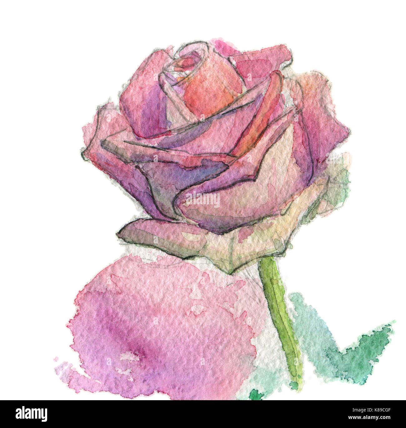 Fleurs aquarelle peinte à la main, rose ros, isolé sur fond blanc chemin de travail Banque D'Images