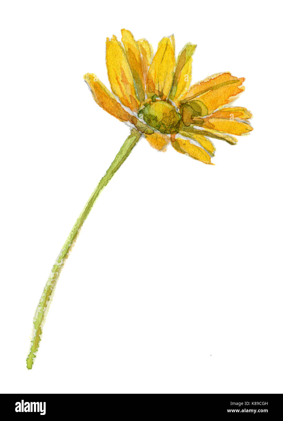 L'arnica fleur. handmade aquarelle illustration sur fond blanc, chemin de travail isolé Banque D'Images