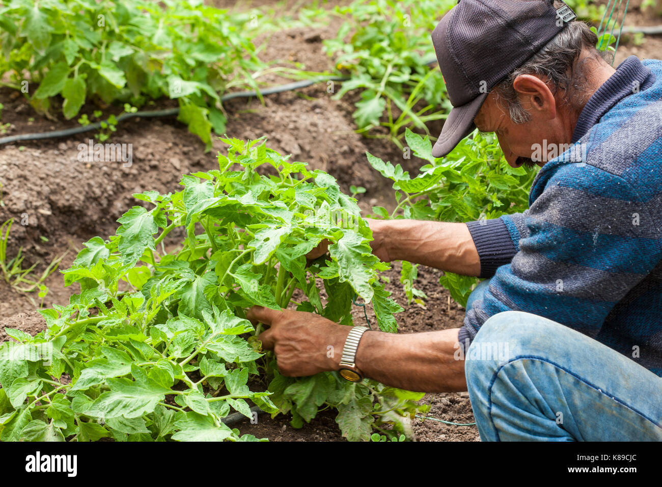 Homme travaillant à la tomate (Lycopersicon esculentum) champ de culture Banque D'Images