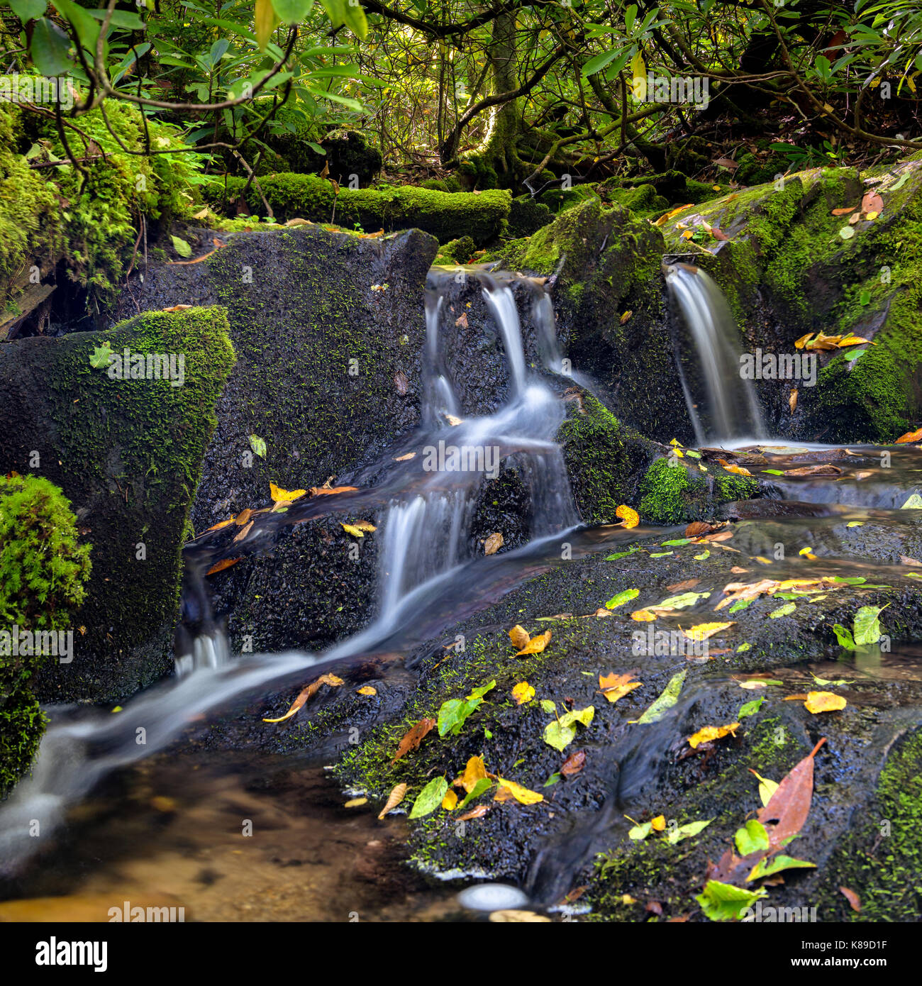 Ruisseau de montagne mousse vert vif et blanc cascade de l'eau détente - flux luxuriant sur boone fork trail : Park Trail North Carolina Banque D'Images