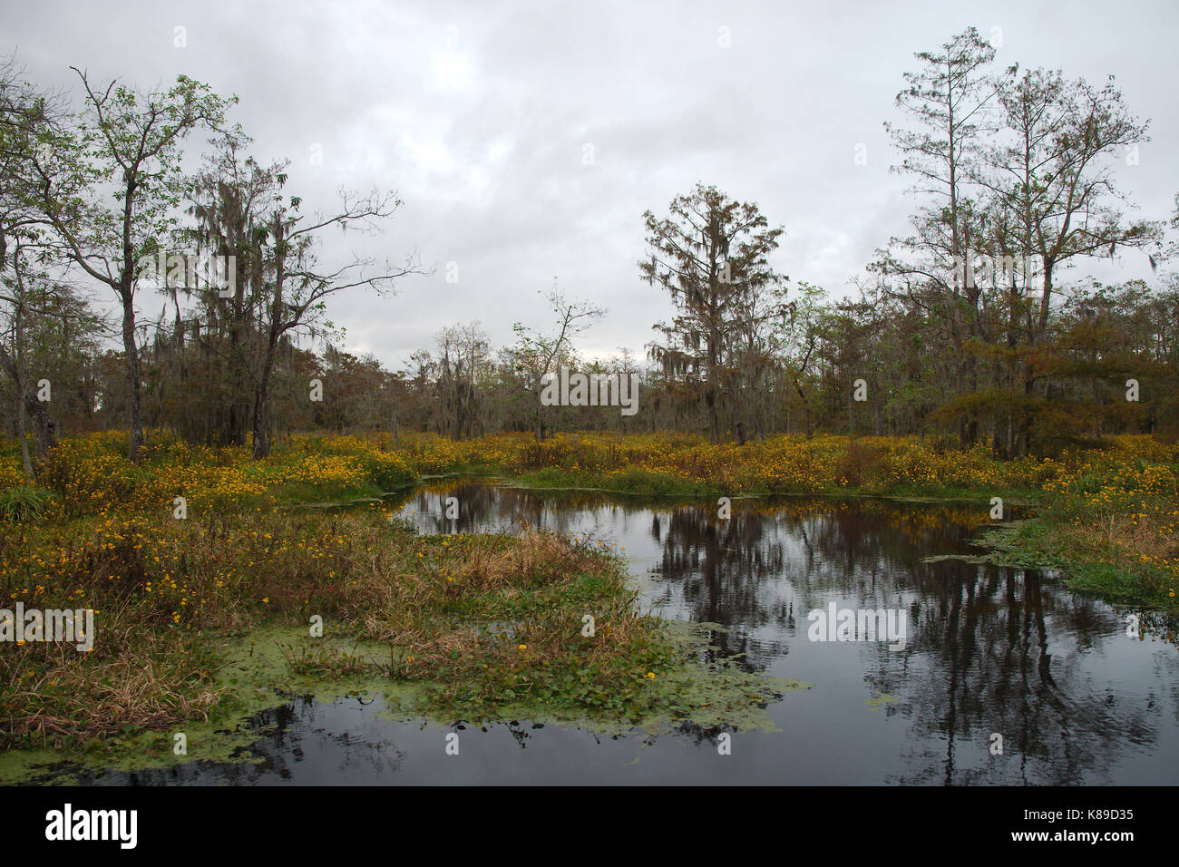 Vue du lac martin, en Louisiane. Banque D'Images