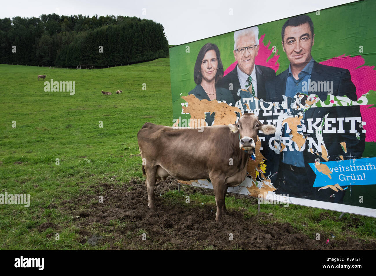 Élections fédérales allemandes 2017. Une vache mange l'affiche de campagne du parti politique des Verts 'Die Grünen' dans une région rurale d'Allgau , Bade-Wurtemberg. Le Parti Vert est un pays qui se livre aux questions environnementales, écologiques, économiques et sociales. Sur l'affiche de gauche: Katrin Göring-Eckardt, Winfried Kretschmann, CEM Özdemir. Banque D'Images