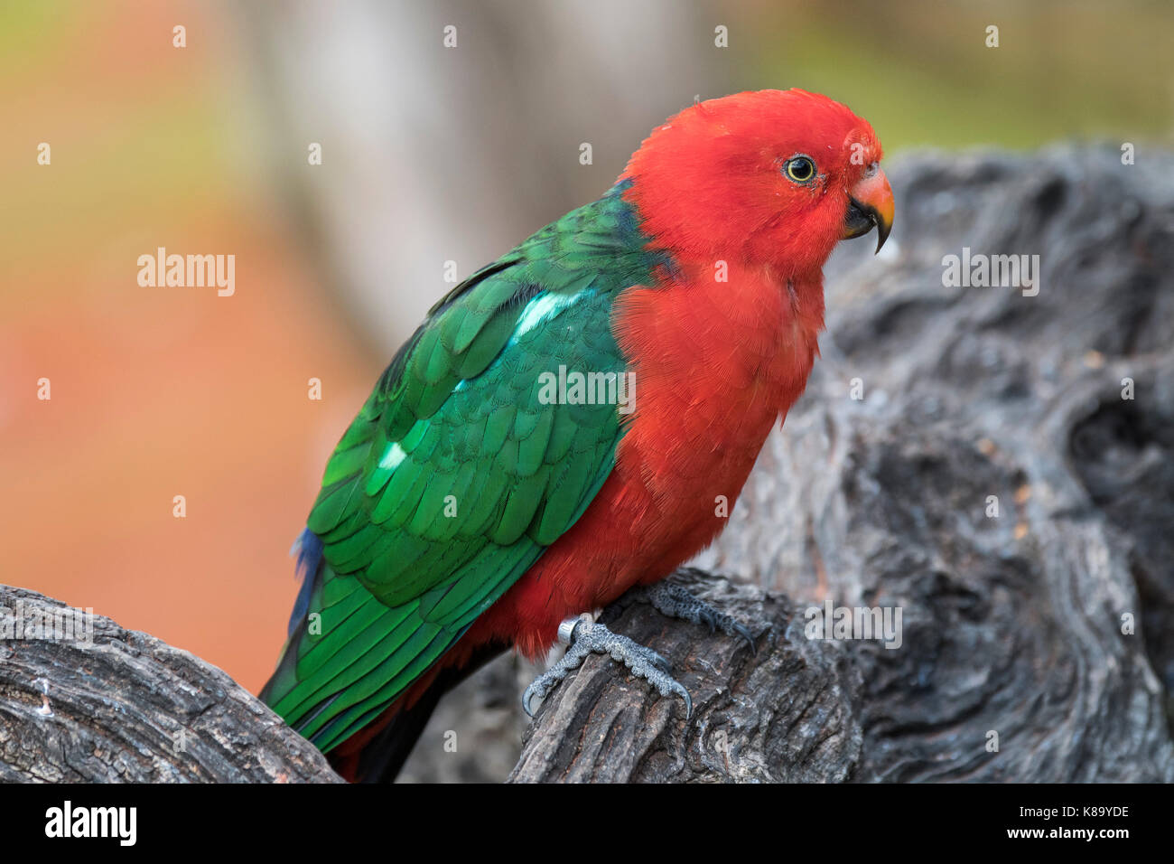 Australian king parrot (alisterus scapularis) mâle, originaire de l'Est de l'Australie Banque D'Images