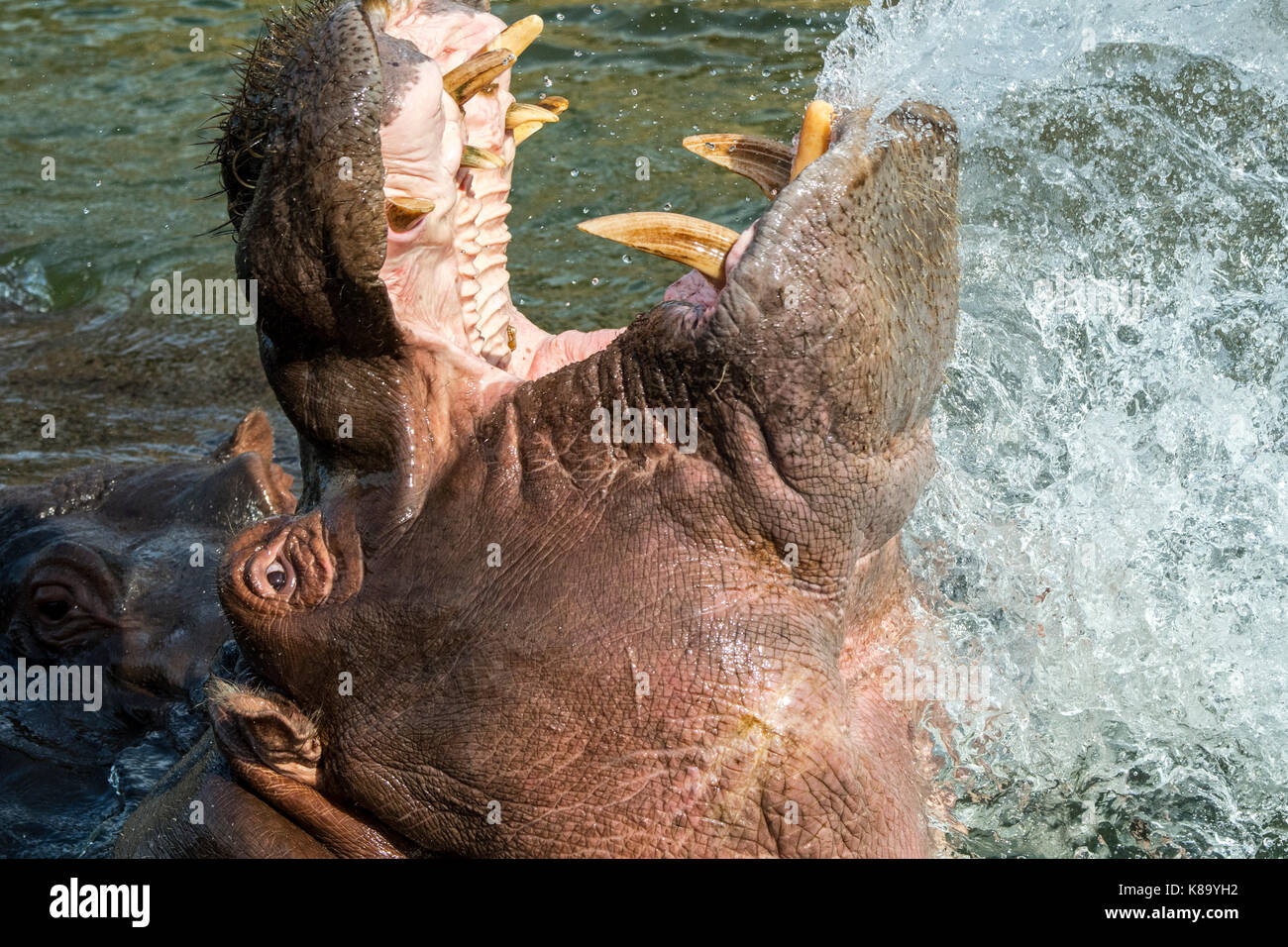 L'hippopotame commun / Hippopotame (Hippopotamus amphibius) dans le lac montrant d'énormes dents et de grandes défenses canine dans la bouche grande ouverte Banque D'Images