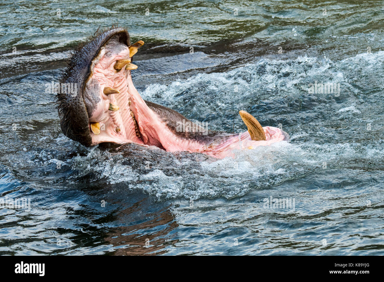 L'hippopotame commun / Hippopotame (Hippopotamus amphibius) dans le lac montrant d'énormes dents et de grandes défenses canine dans la bouche grande ouverte Banque D'Images