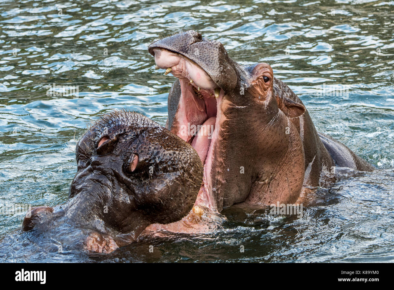 Deux bâillements hippopotames / hippos (Hippopotamus amphibius) dans le lac, les bâillements avec une bouche sert comme une menace afficher Banque D'Images
