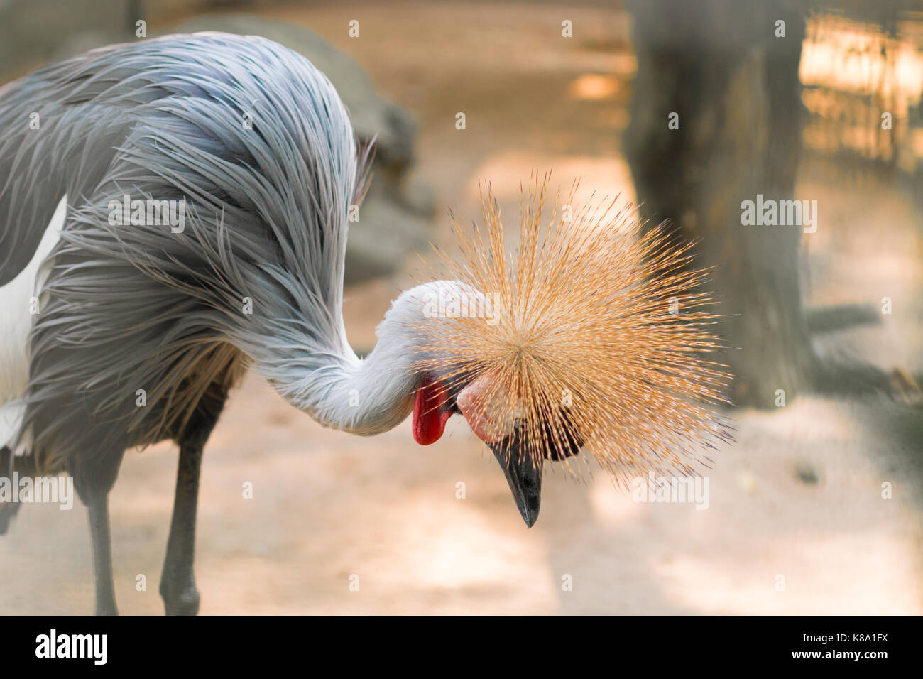 Gros plan sur la grue à plumes grise couronnée au zoo Banque D'Images