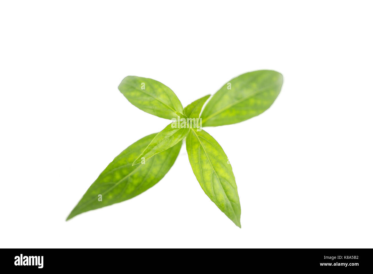 Andrographis paniculata plante isolée sur fond blanc Banque D'Images