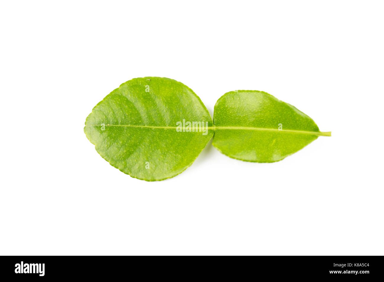 Feuilles de lime sur fond blanc Banque D'Images