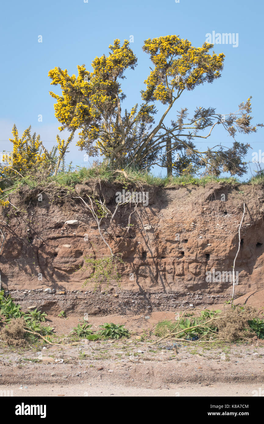 Vue en format vertical de l'érosion côtière, plage de Carsethorn, Dumfries et Galloway, Écosse. Banque D'Images