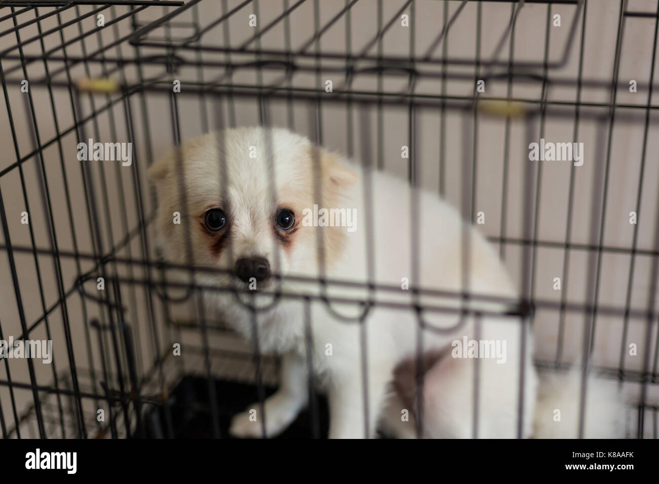 Un chien est pris dans la cage. Banque D'Images