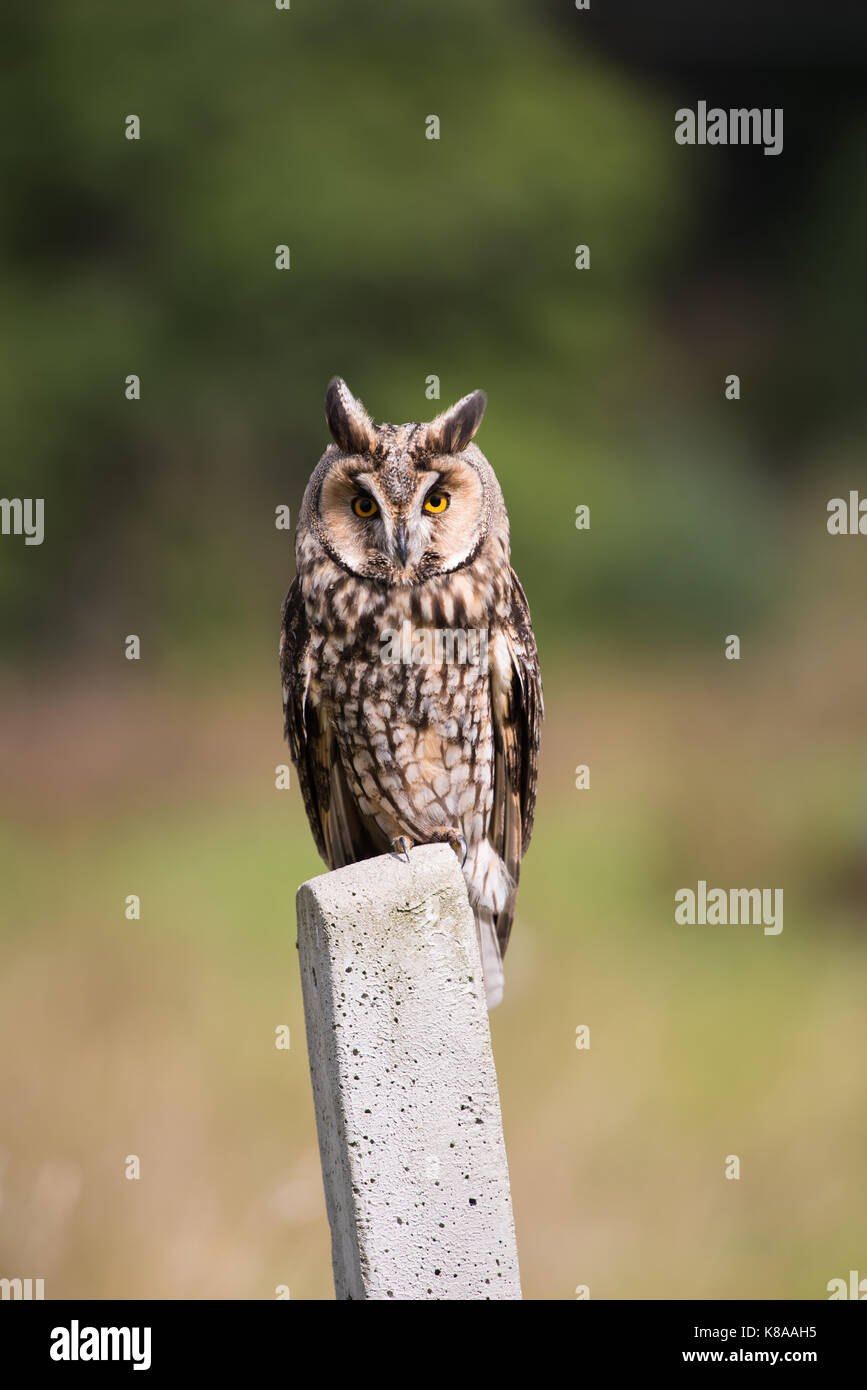 Le hibou moyen-duc - Asio otus - assis sur un post Banque D'Images