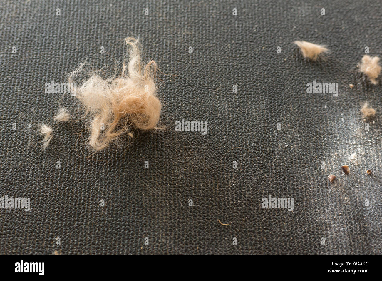 Poils de chien Banque D'Images