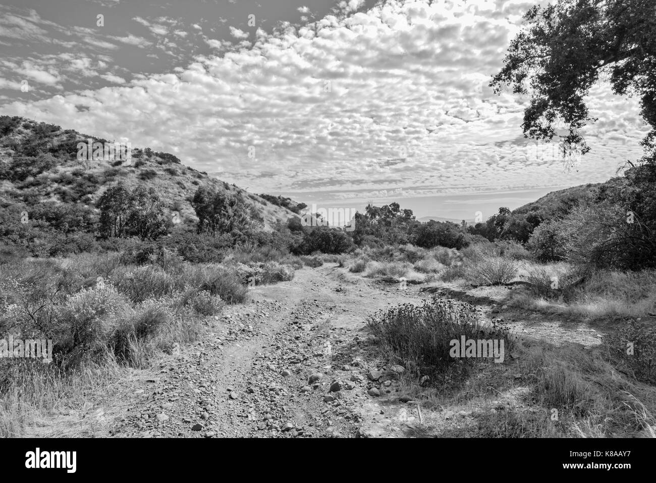 Le noir et blanc route de terre en forêt Banque D'Images