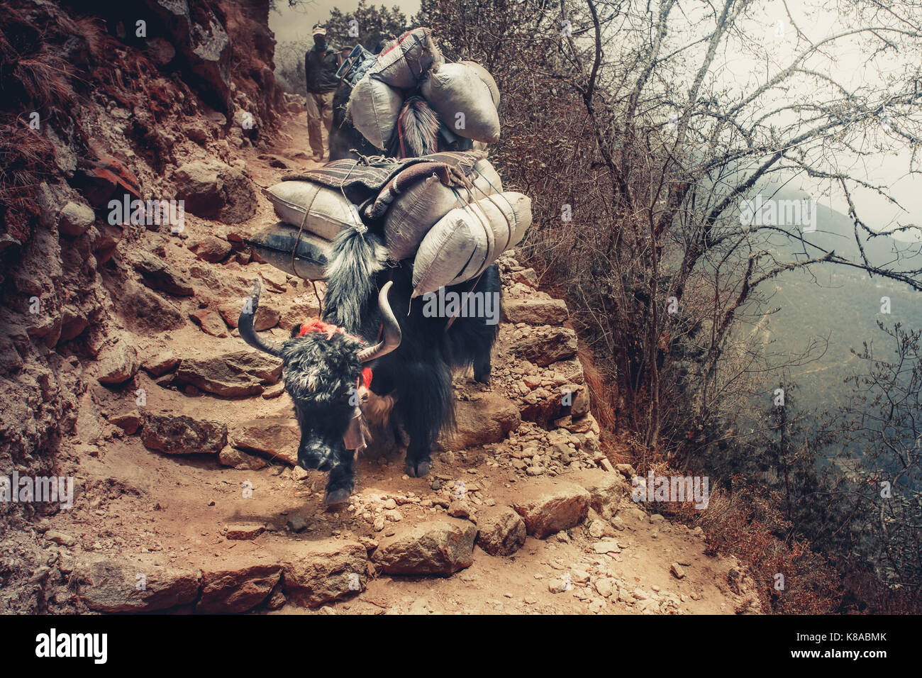 Yak sur le chemin de l'everest camp de base - Népal Banque D'Images Yak sur le chemin de l'everest camp de base - Népal Banque D'Images