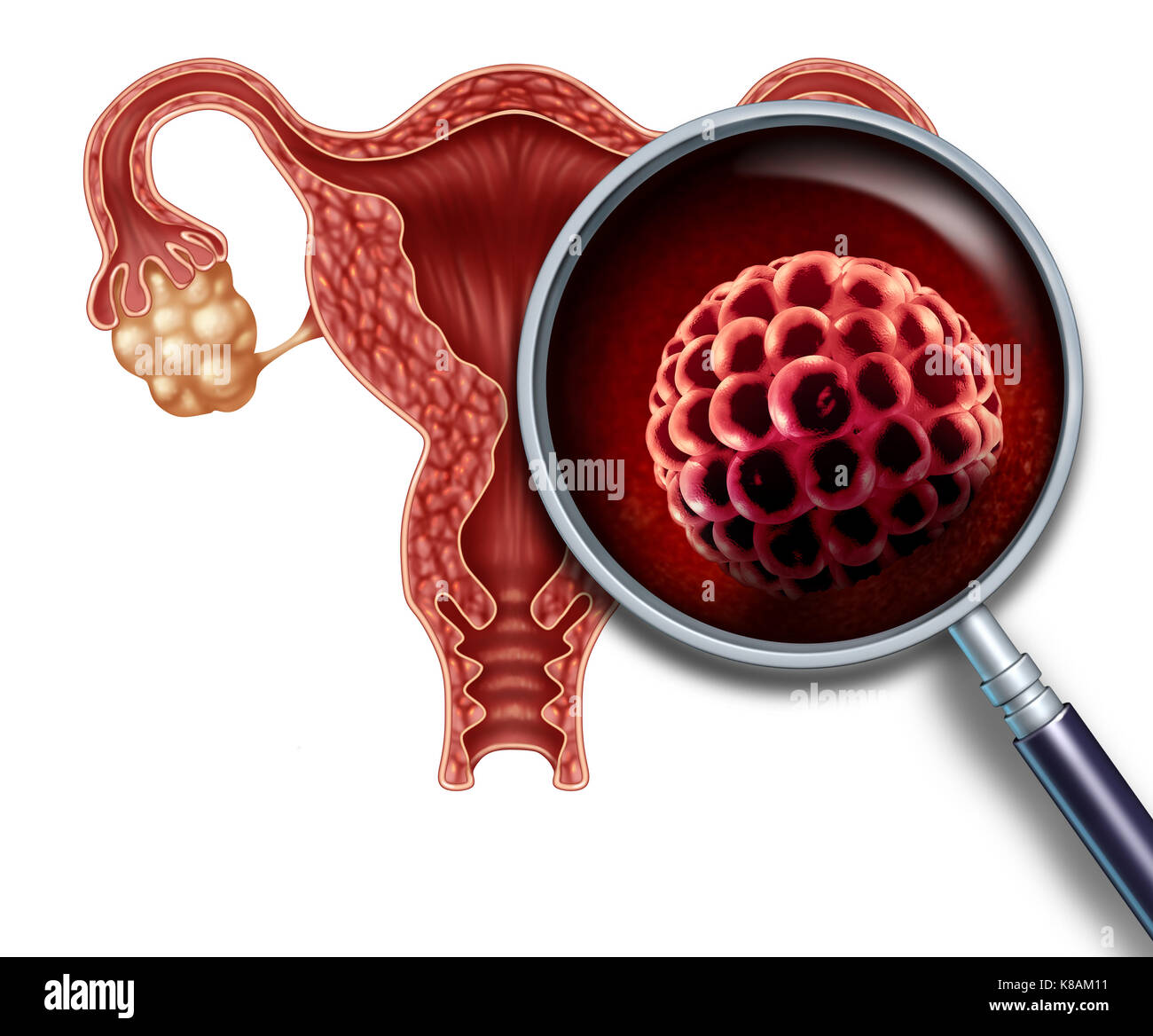 Implanté à l'intérieur du blastocyste précoce de grossesse un utérus humain en tant que concept médical comme la fertilisation et l'implantation de cellules de reproduction. Banque D'Images