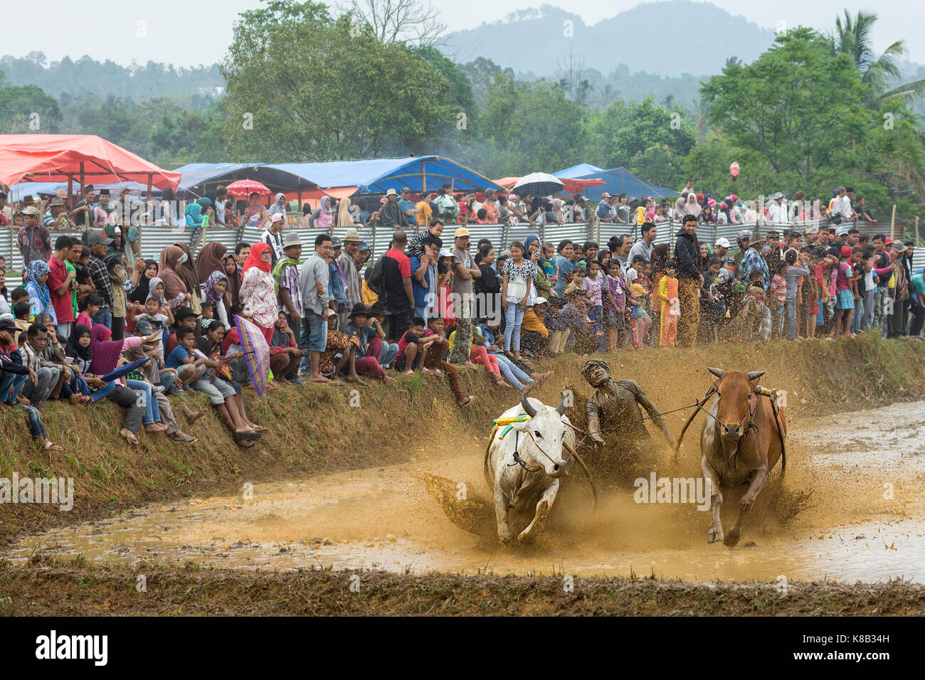 Jawi SSPI (GC) jockey embrouille la foule dans l'ouest de sumarta, Indonésie. annuelles traditionnelles sport-spectacle de courses de jockeys 2 vaches prix le long d'une Banque D'Images