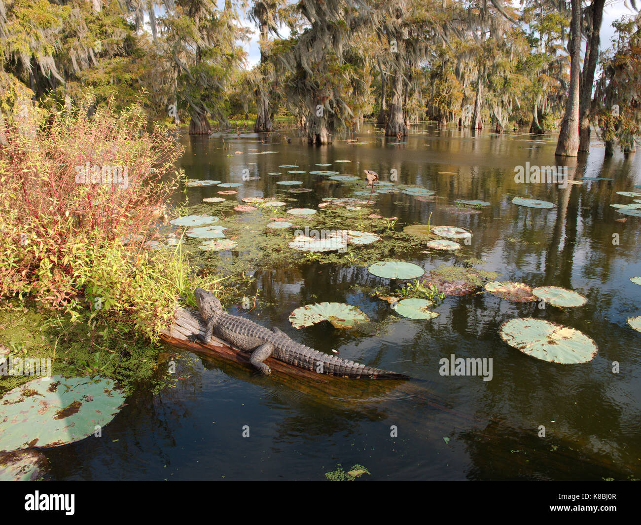 Un alligator dans le lac martin, en Louisiane. Banque D'Images