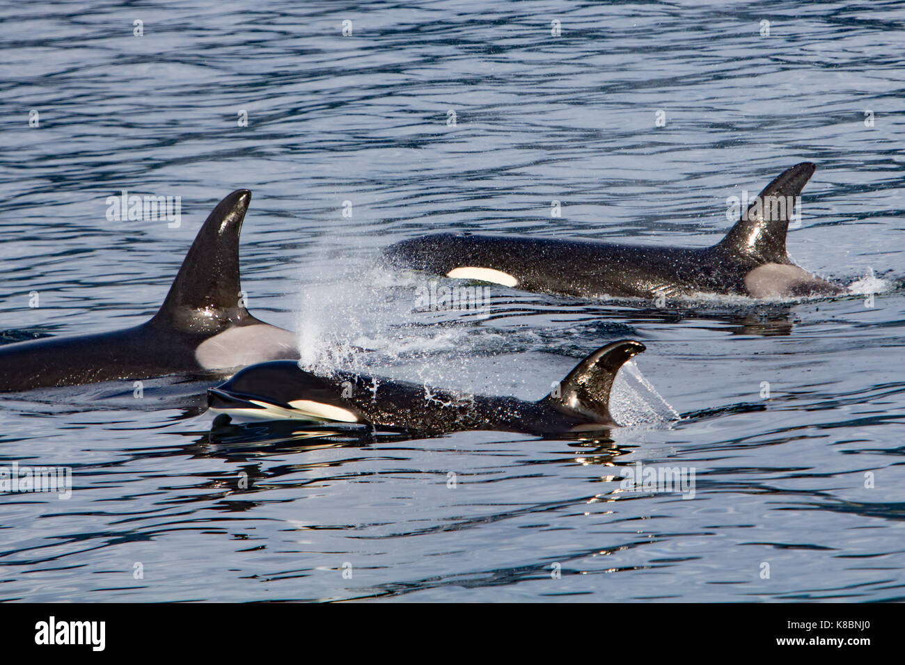 Pod AF d'épaulards ou orques voyageant dans le sud-est de l'Alaska Banque D'Images