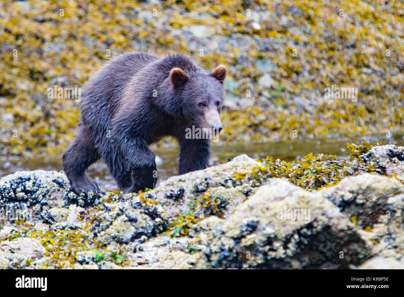 Les jeunes ours brun marche sur le côté de l'eau du saumon à Pavlof, port de l'Île Chichagof, la Forêt Nationale Tongass, Alaska, USA Banque D'Images