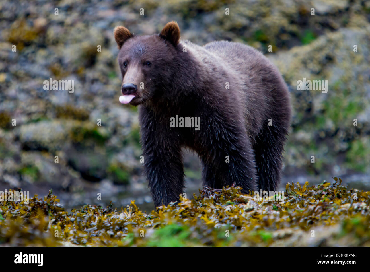 Les jeunes ours brun marche sur le côté de l'eau du saumon à Pavlof, port de l'Île Chichagof, la Forêt Nationale Tongass, Alaska, USA Banque D'Images