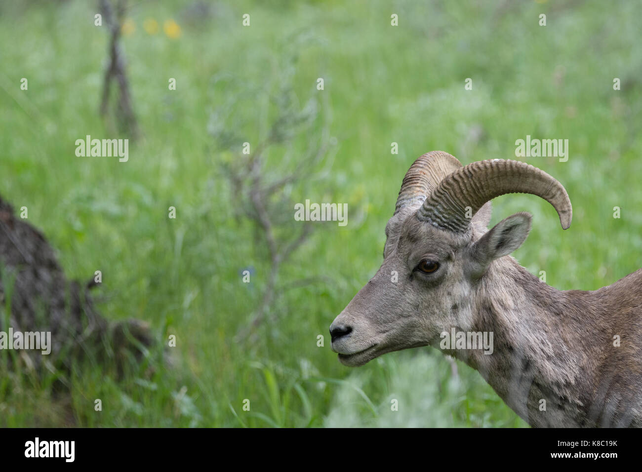 Gros plan de la tête et du cou d'un mouflon femelle face vers la gauche. Banque D'Images