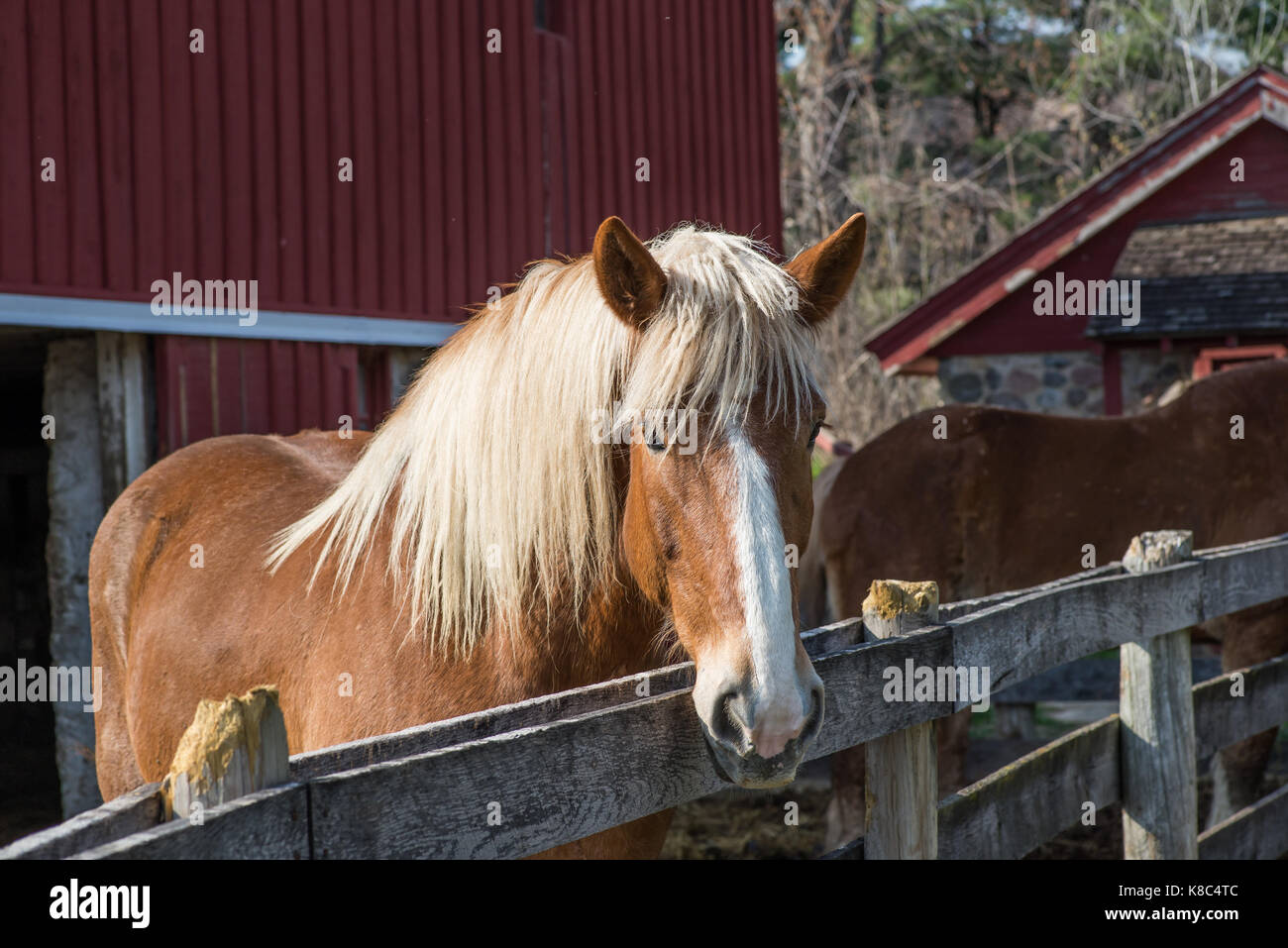 Portrait d'un cheval brun Banque D'Images