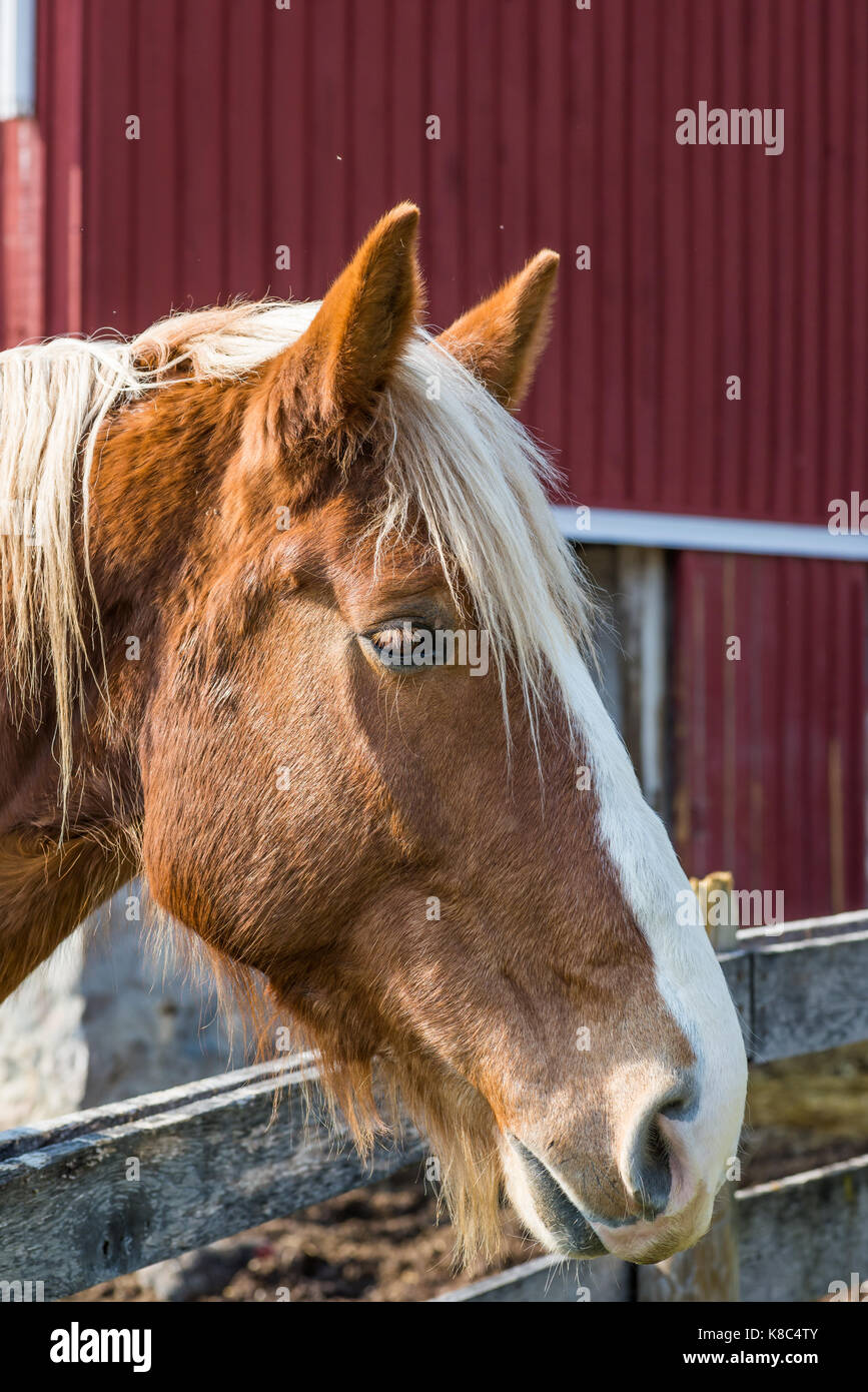 Portrait d'un cheval brun Banque D'Images