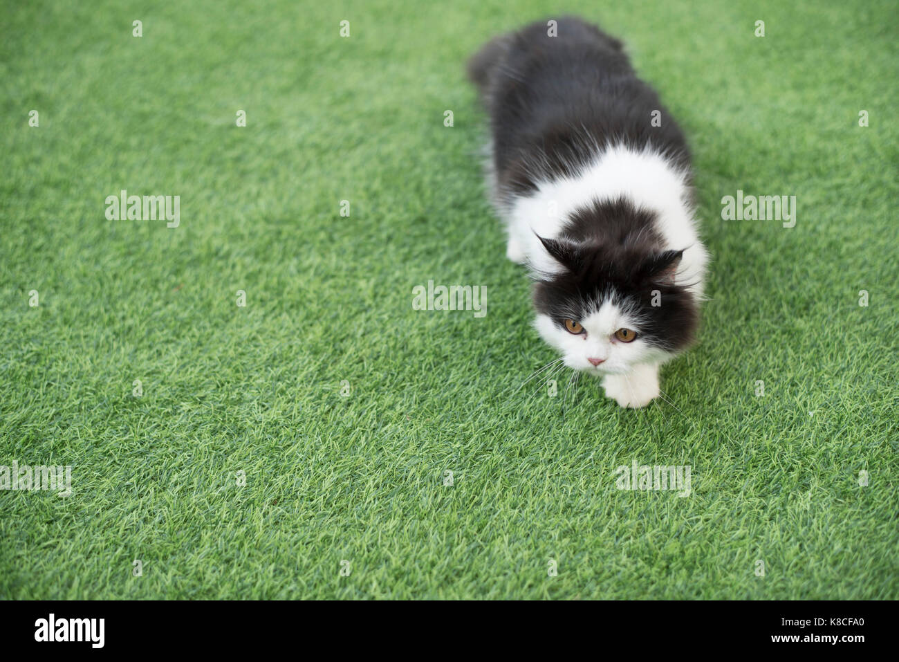La chatte sur un grass.combined vert intérieur races de longs cheveux avec haut nez la face plate Banque D'Images