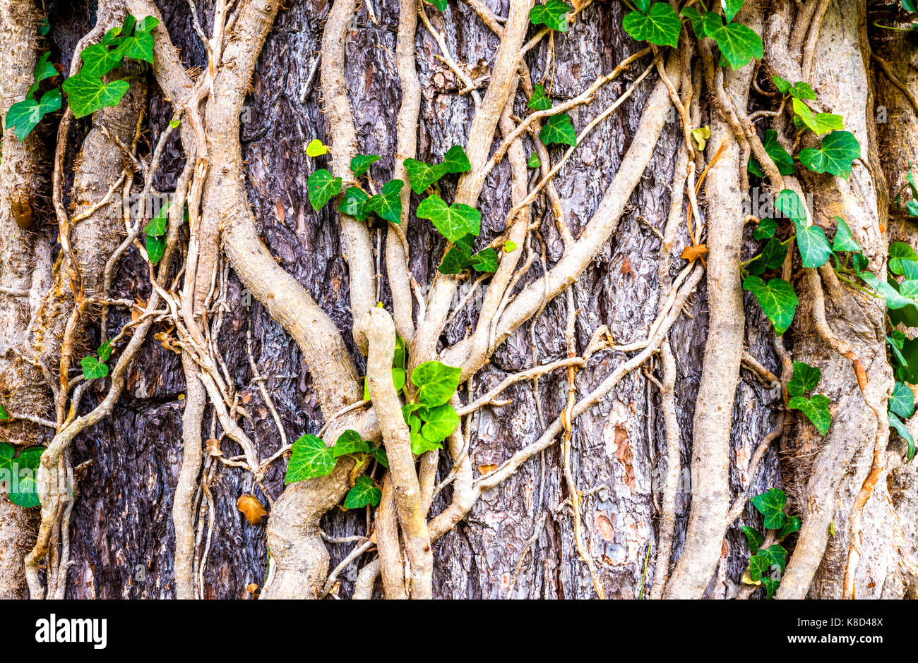 Belle texture arbre/ fond avec des feuilles vertes Banque D'Images