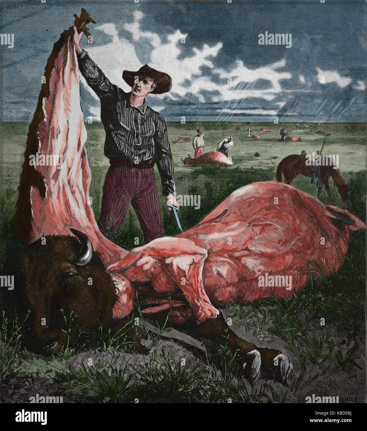 United States. old west. chasser le bison. Un Buffalo skinner avec le cacher. Harper's weekly, 1874. gravure de frenzeny/ tavernier. Banque D'Images