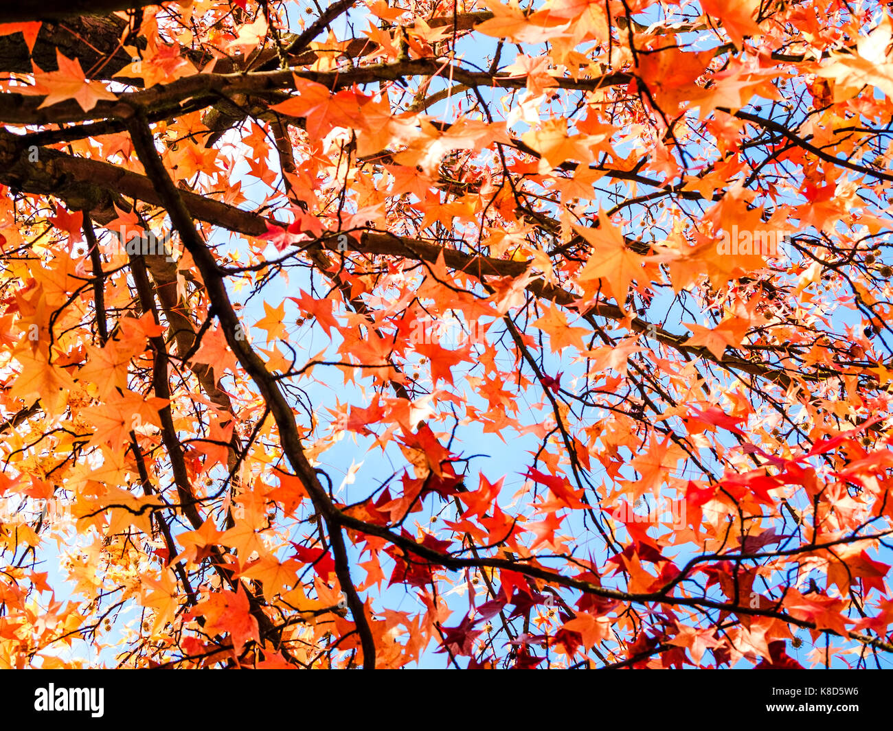 Les feuilles d'automne tombent de branches d'arbres avec ciel bleu Banque D'Images