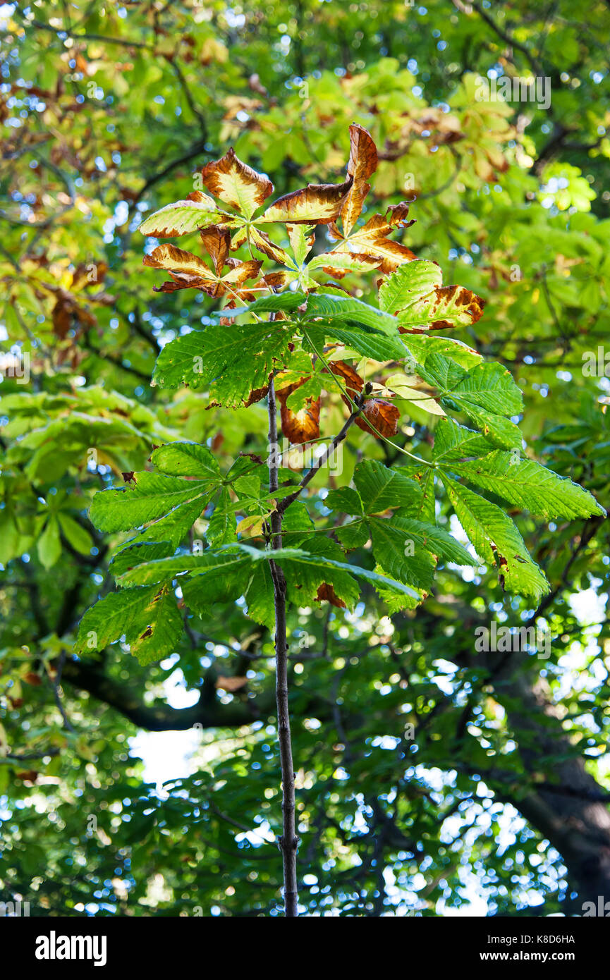Les premiers signes de l'automne avec le marron d'arbre. Banque D'Images Les premiers signes de l'automne avec le marron d'arbre. Banque D'Images