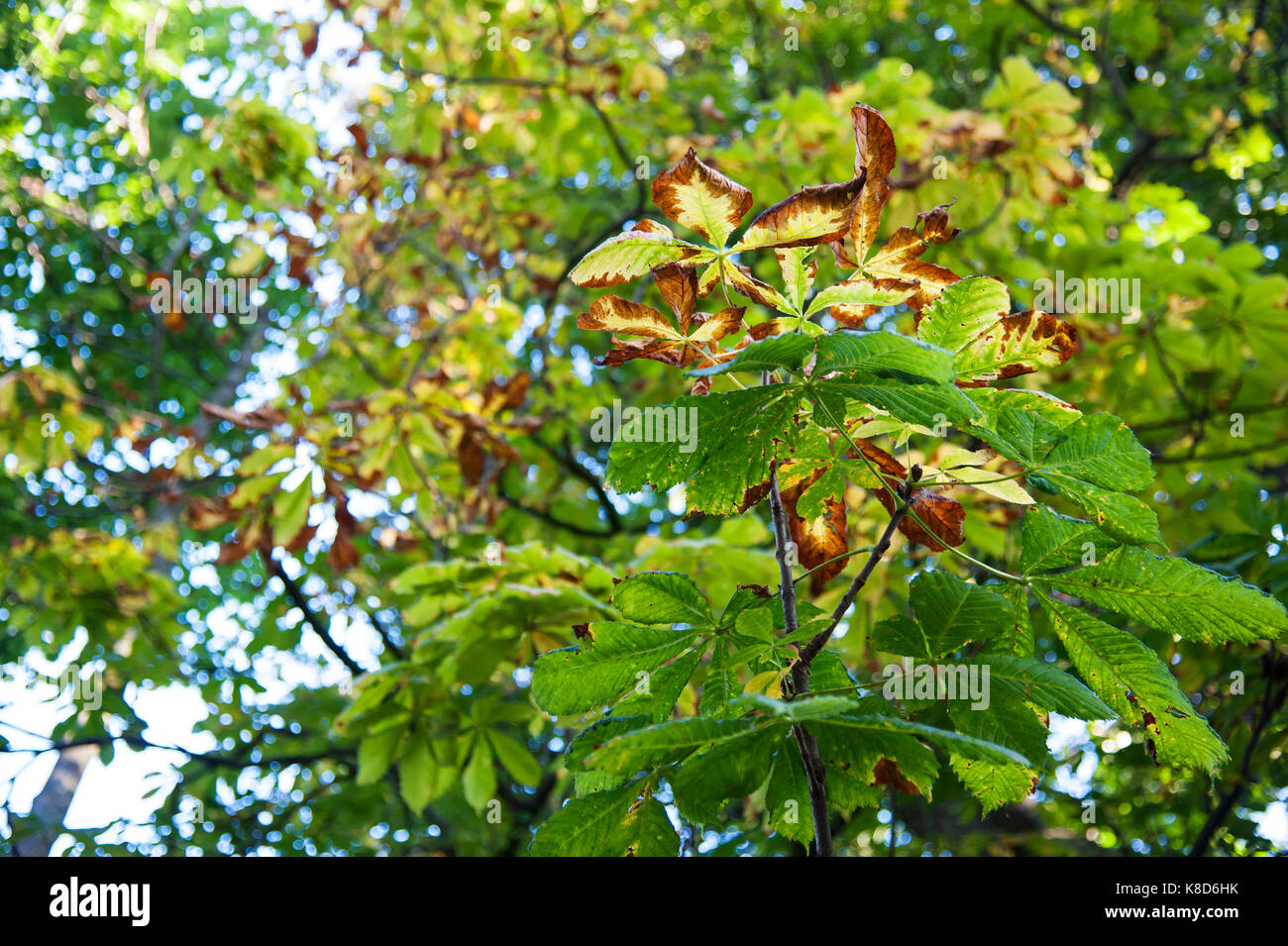 Les premiers signes de l'automne avec le marron d'arbre. Banque D'Images Les premiers signes de l'automne avec le marron d'arbre. Banque D'Images