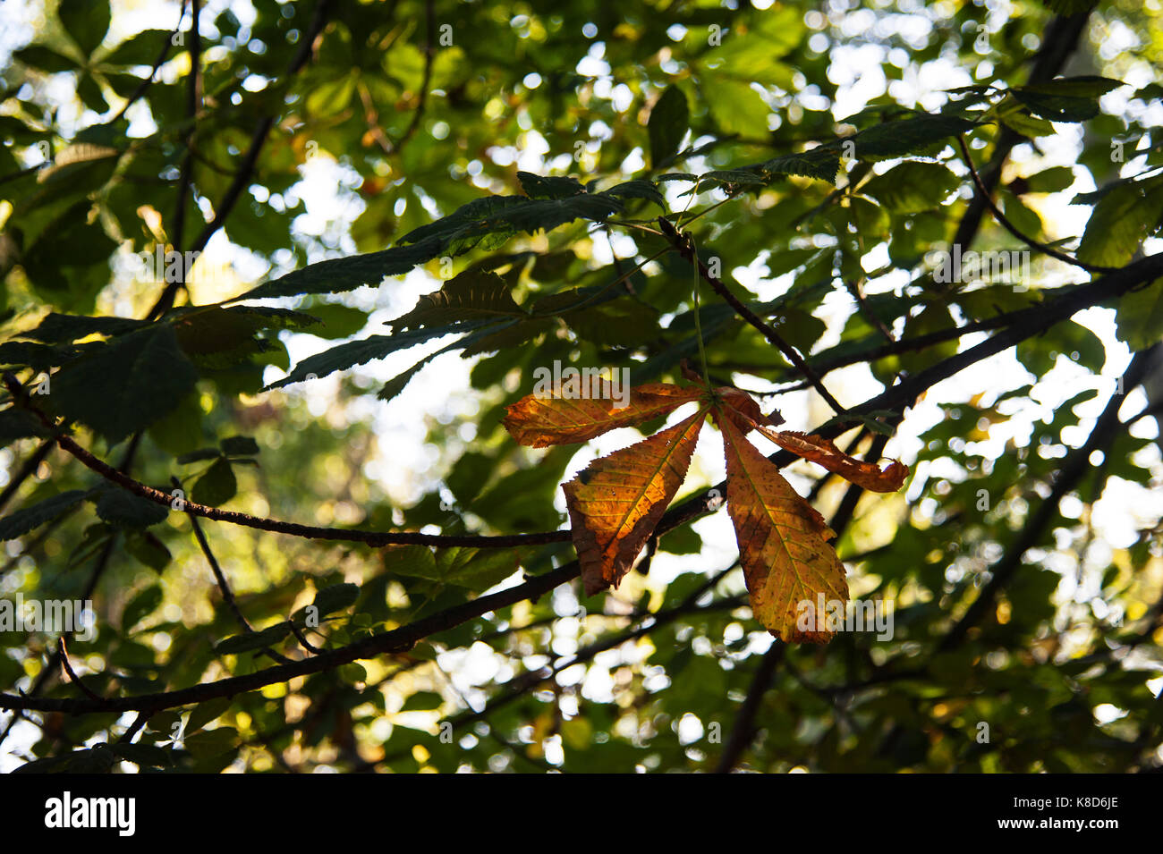 D'automne ensoleillée feuilles marron. Banque D'Images D'automne ensoleillée feuilles marron. Banque D'Images