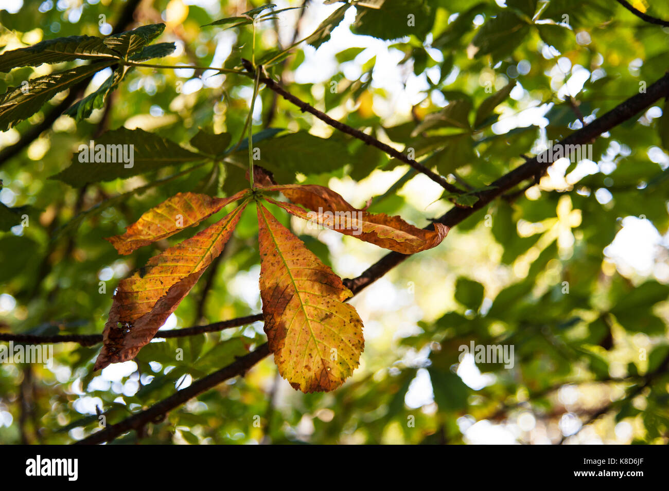 D'automne ensoleillée feuilles marron. Banque D'Images D'automne ensoleillée feuilles marron. Banque D'Images