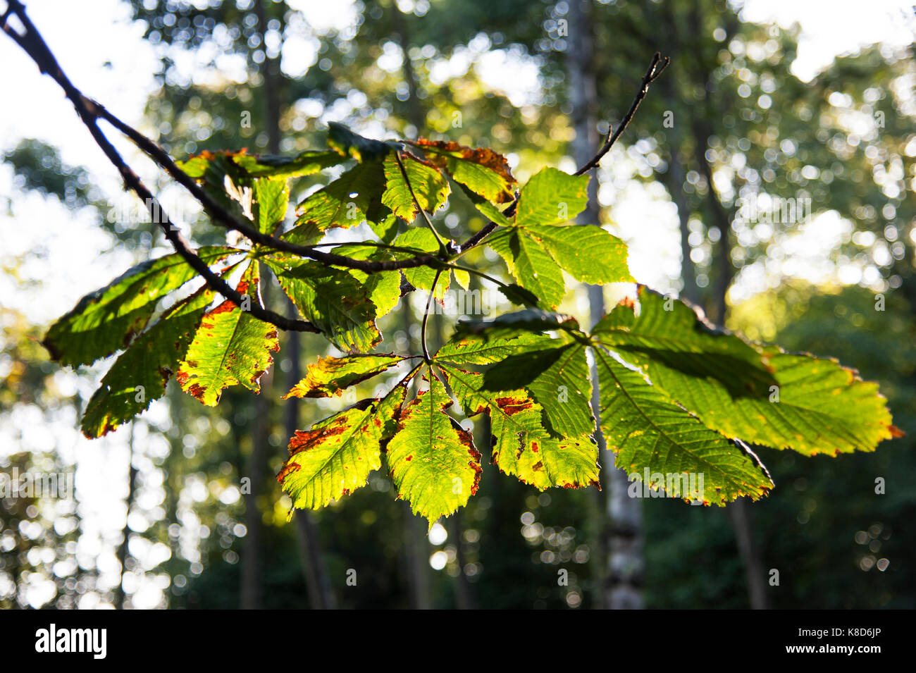 Premiers signes de l'automne. Banque D'Images Premiers signes de l'automne. Banque D'Images