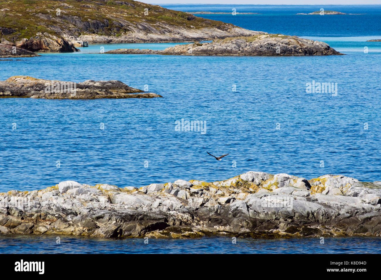 Cerf Volant Aigle de mer d'une petite île rocheuse dans Sundsvollsundet réserve naturelle sur la côte du nord de la Norvège en été. Helløya, Troms, Norvège Banque D'Images