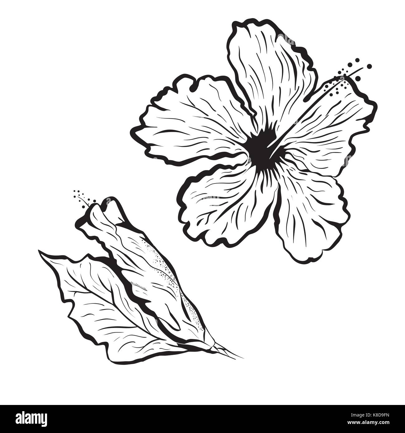 Fleur Dhibiscus Dans Un Style De Tatouage Le Noir Et Blanc