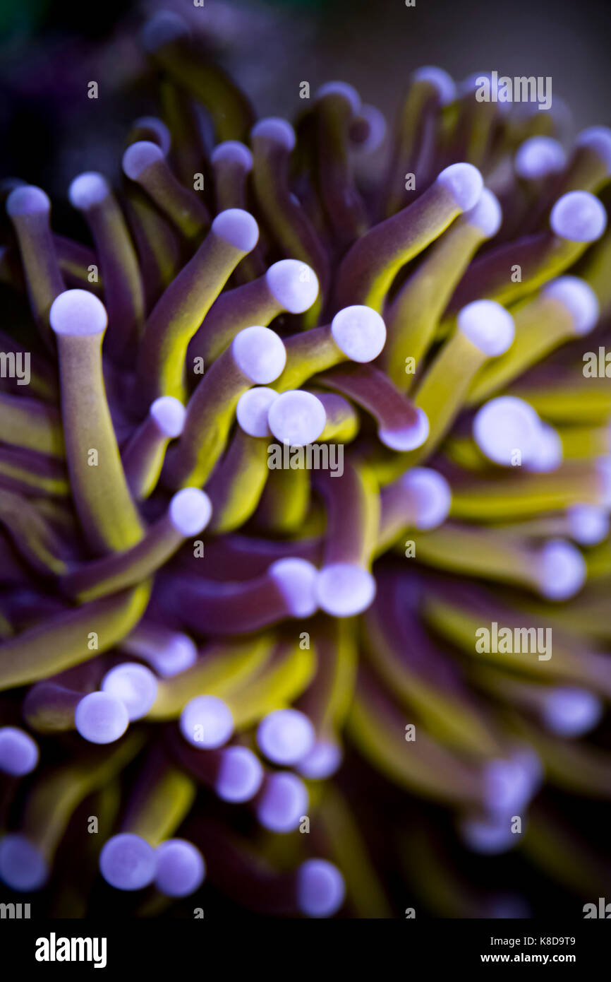 Euphylia Golden Torch Banque D'Images