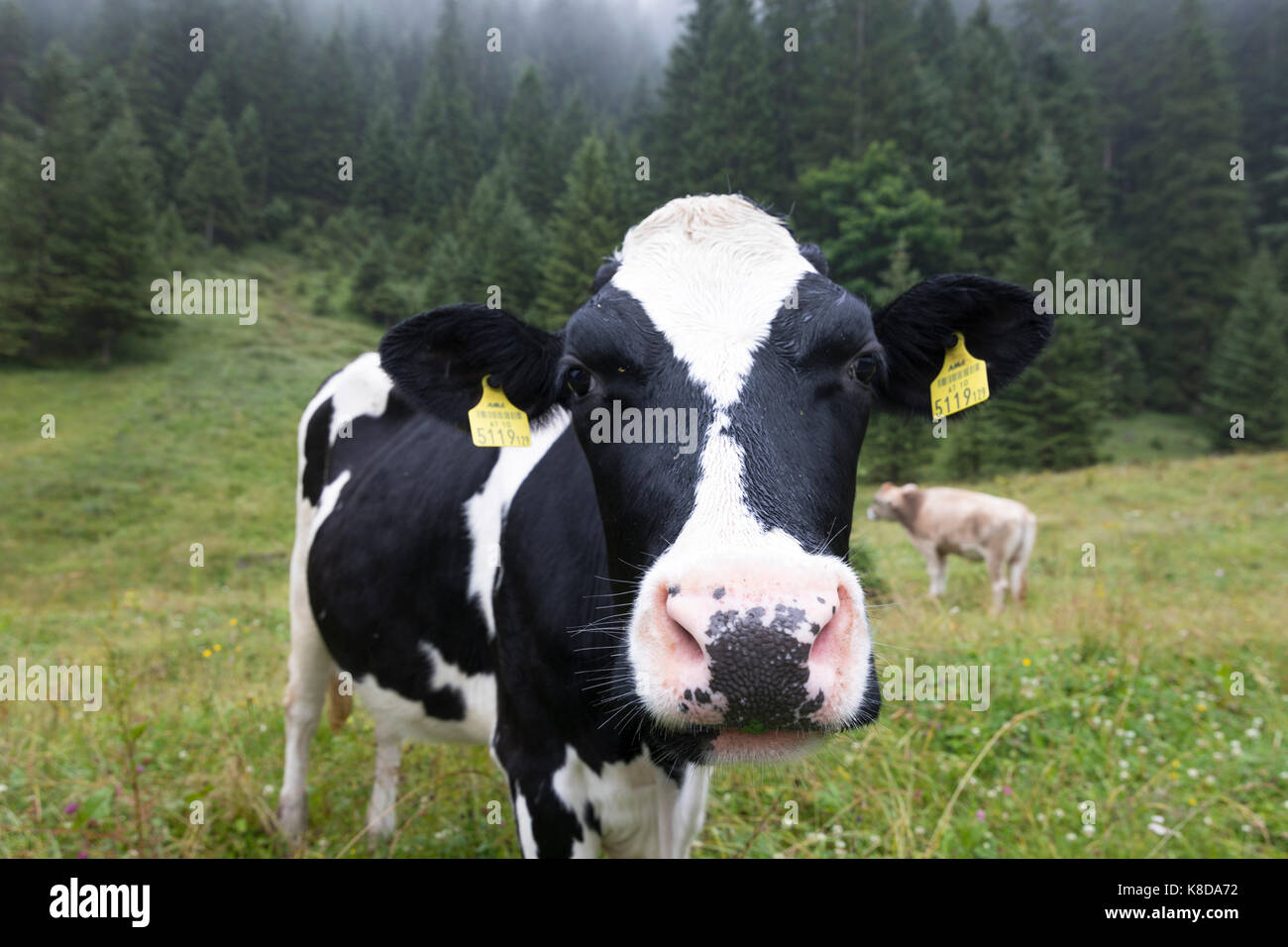 Friesian holstein vache dans un pré à Vorarlberg, Autriche Banque D'Images