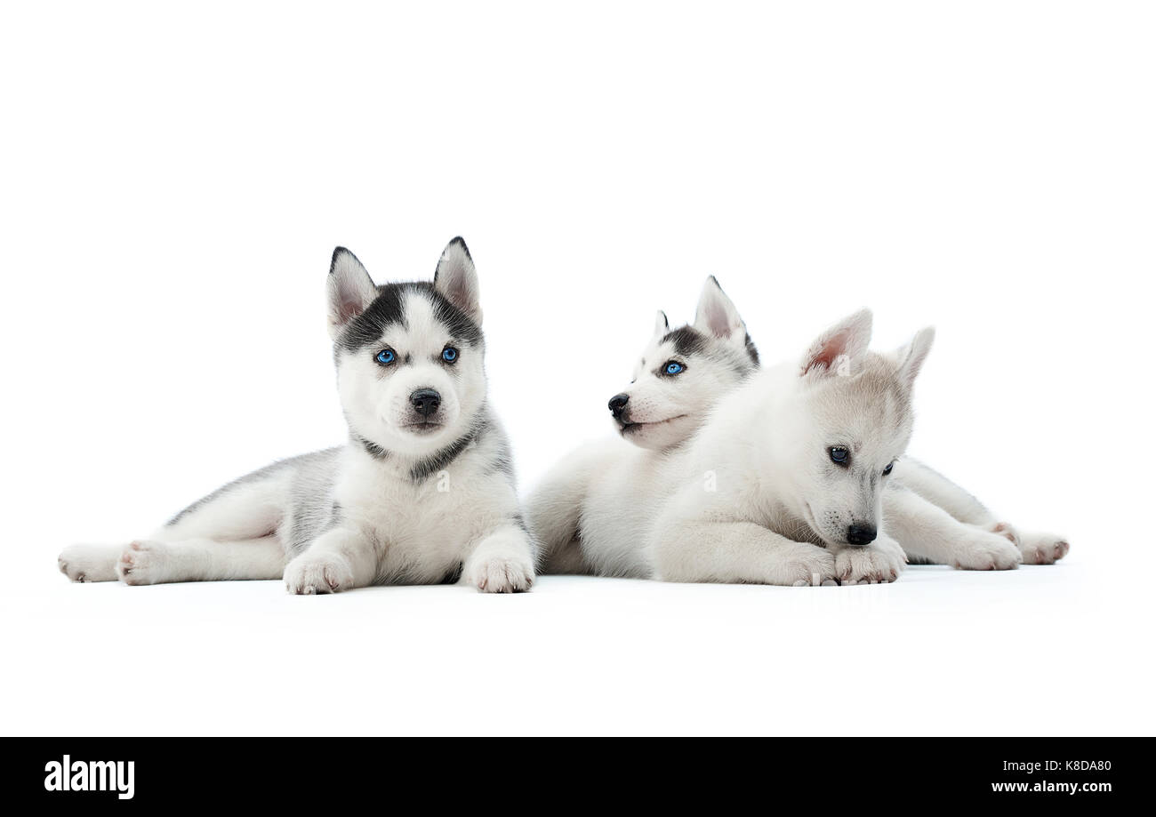 Trois chiots husky de Sibérie assis au studio. Banque D'Images