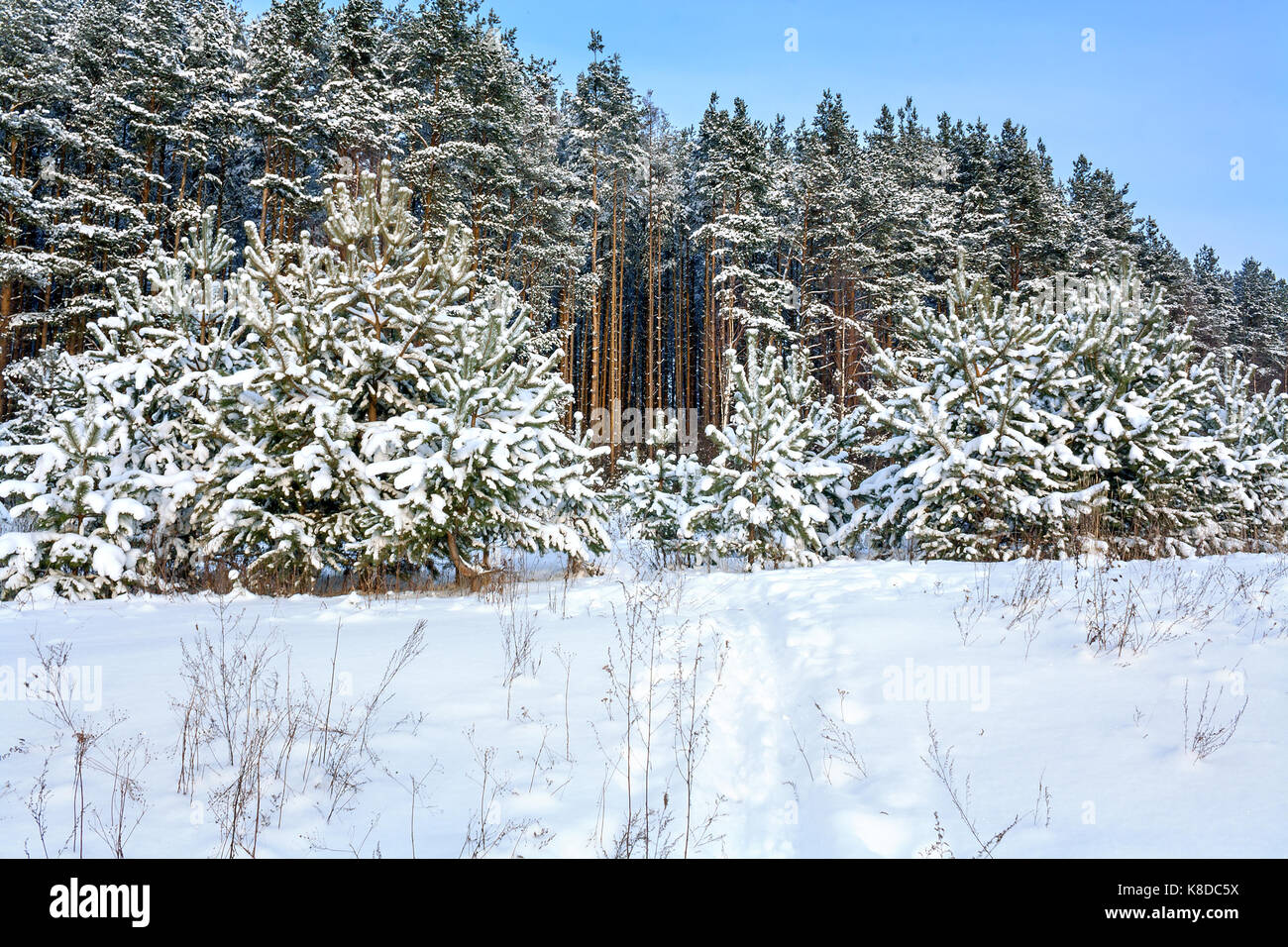 Hiver paysage rural avec la forêt, la neige et le chemin d'hiver. champ neigeux et de la forêt Banque D'Images