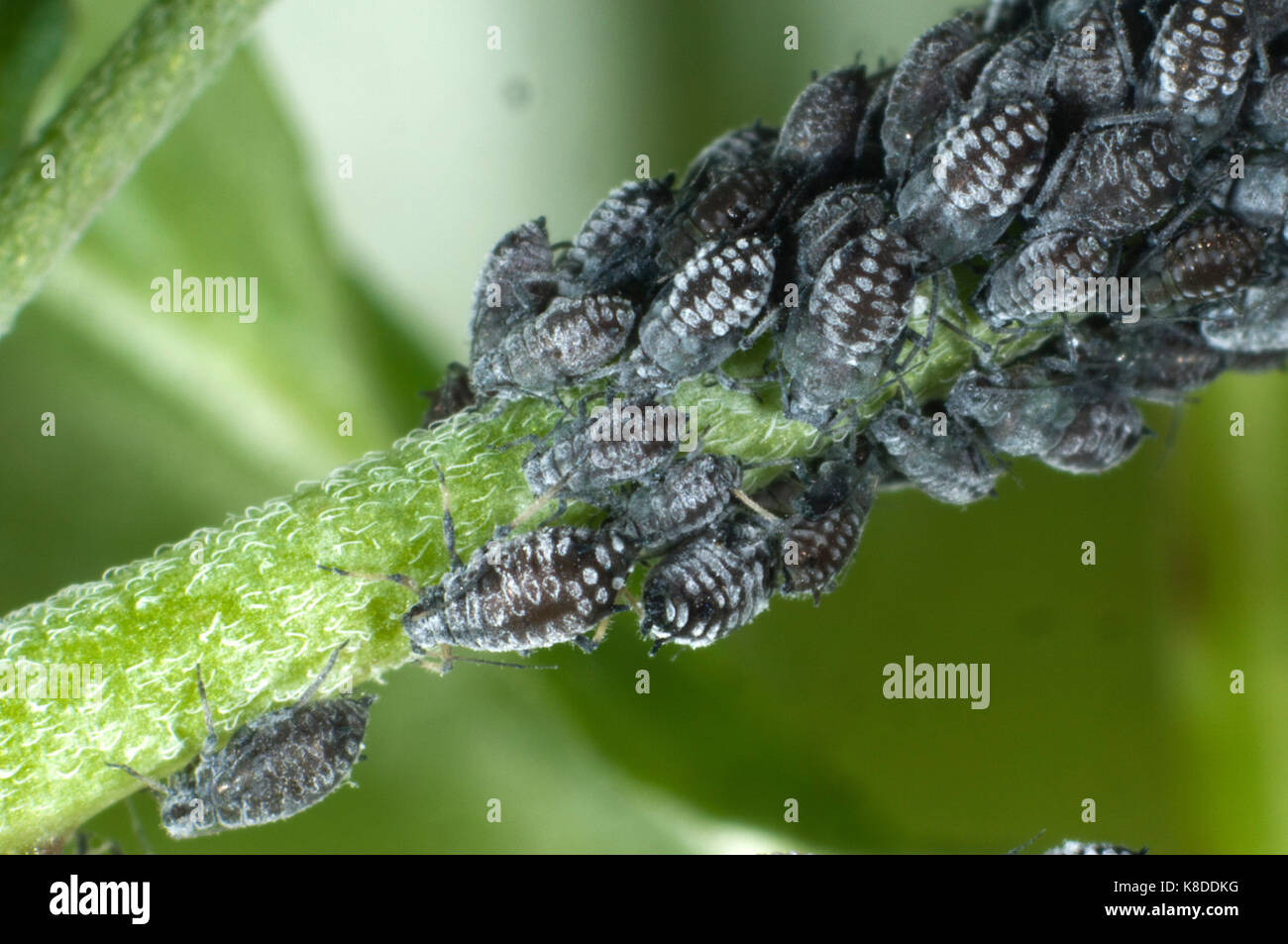 Colonie de pucerons Aphis willowherb cireux, epilobiaria, sur une espèce de mauvaises herbes, d'épilobe à feuilles larges, Epilobium montanum Banque D'Images