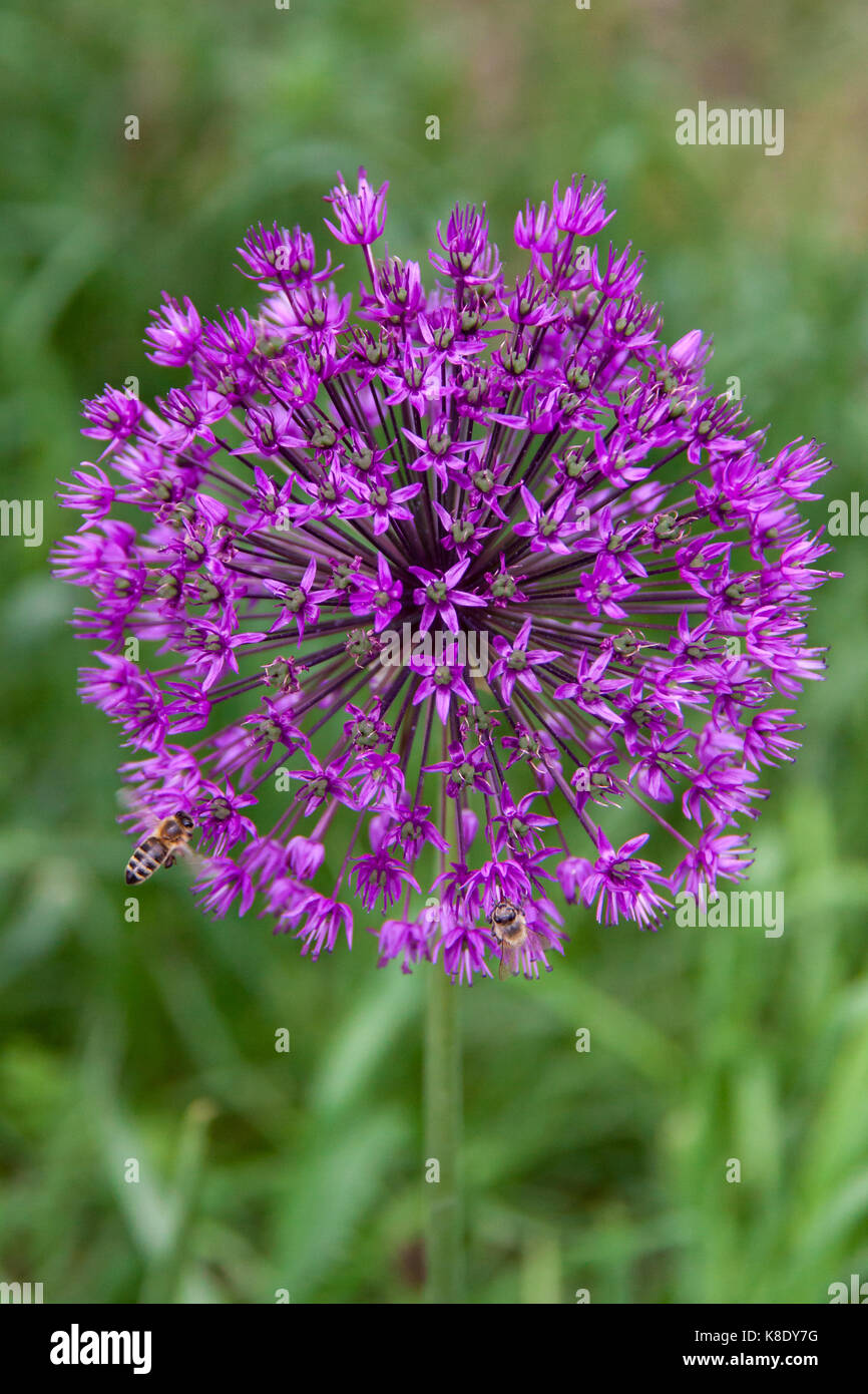 Abeille sur fleur d'allium (Allium christophii), Allemagne Banque D'Images