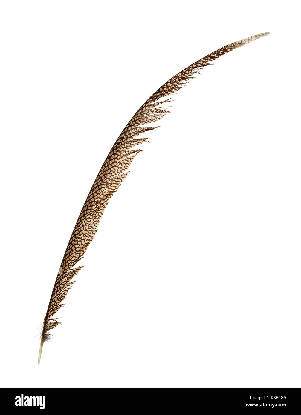 Pheasant tail feather isolated on white Banque D'Images